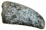 Serrated, Megalosaurid Dinosaur (Afrovenator) Tooth - Niger #241145-1